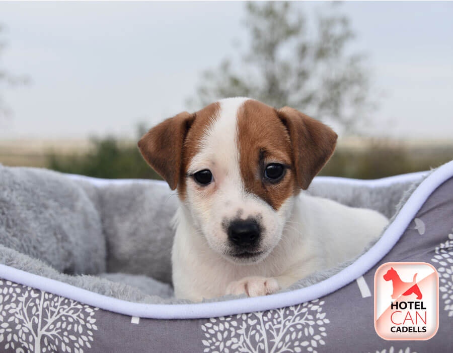 2023-05-25-comprar-perro-jack-russell-hotel-can-4