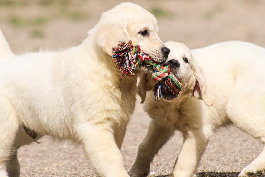 venda-cadells-residencia-canina-hotelcan-instalacions-3