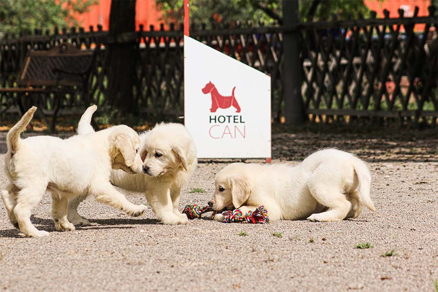 venda-cadells-residencia-canina-hotelcan-instalacions-4