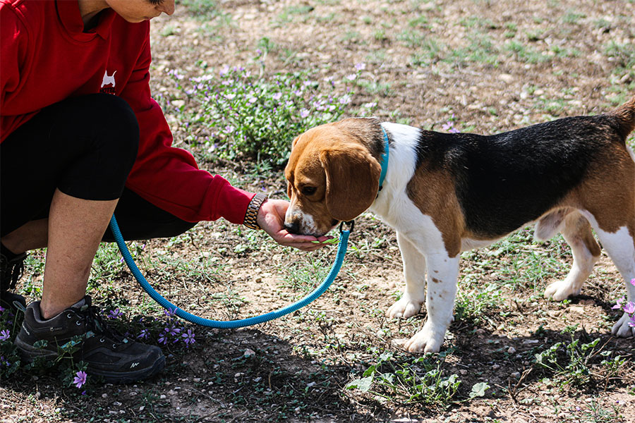 venda-cadells-residencia-canina-hotelcan-instalacions-5
