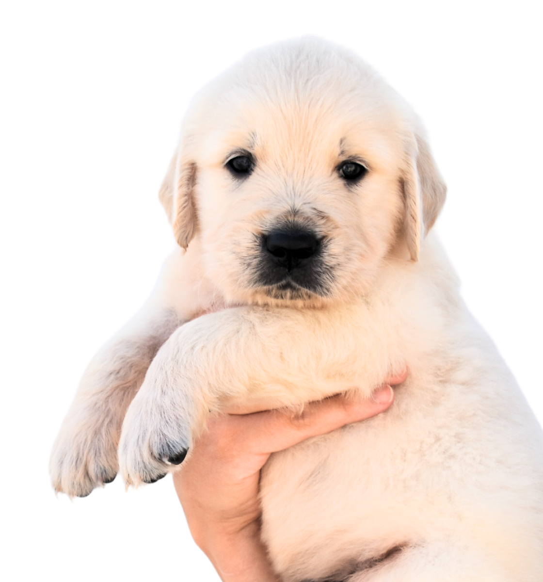 venda-cadells-golden-retriever-hotelcan