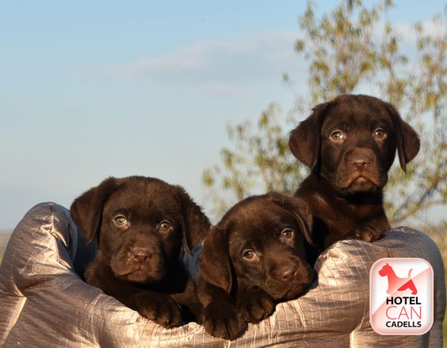 el labrador ladra mucho