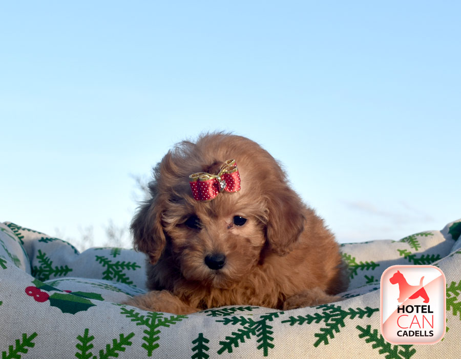 Caniche Toy Barcelona Hotelcan
