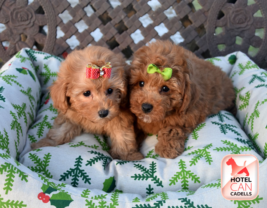 Criadero de Caniches Hotelcan