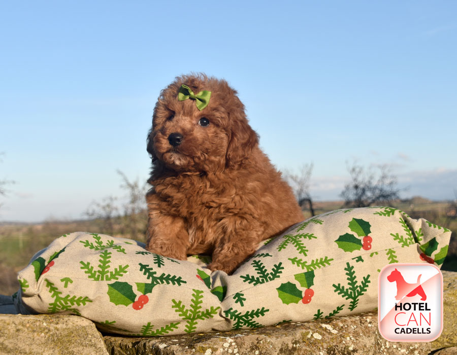 Criadores de Caniche Hotelcan