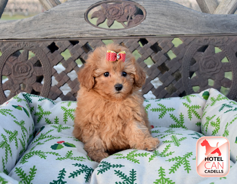 Precio Caniche Toy Hotelcan