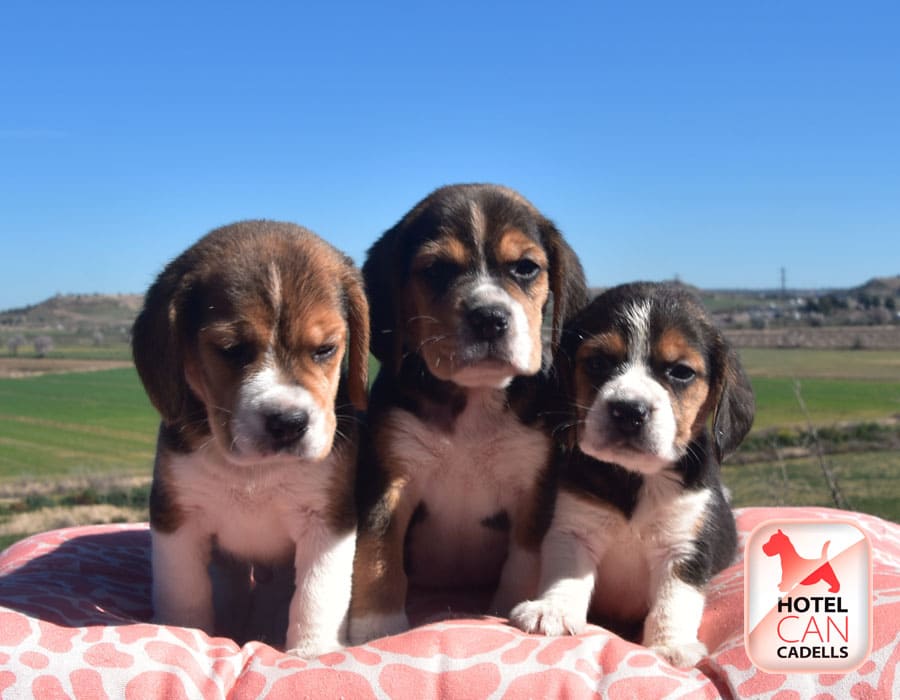 Cachorros Beagle