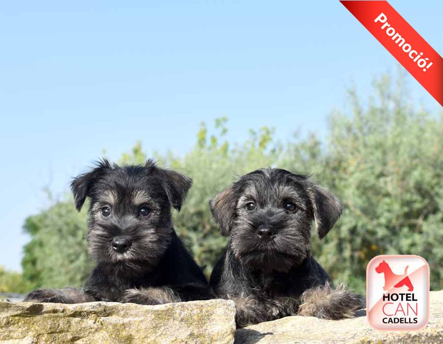 Cachorros de Schnauzer hotelcan
