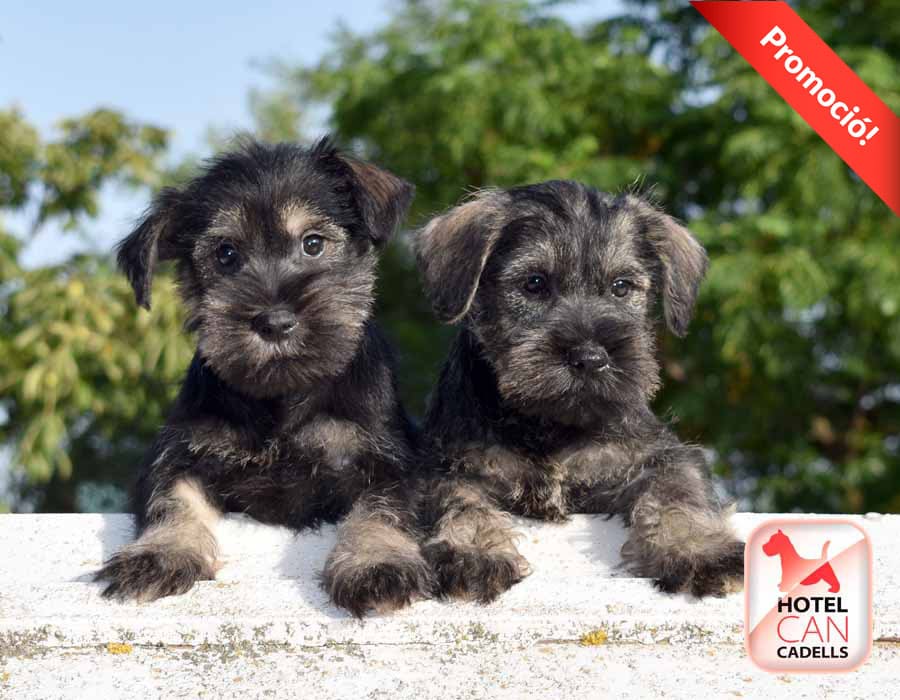Cachorros Schnauzer Miniatura hotelcan
