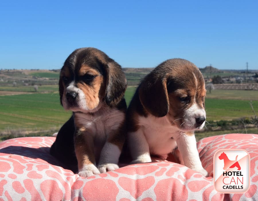Comprar Beagle Barcelona