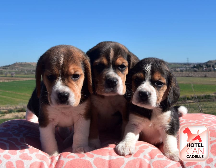 Comprar cachorros Beagle