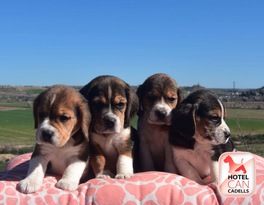 Comprar perros Beagle