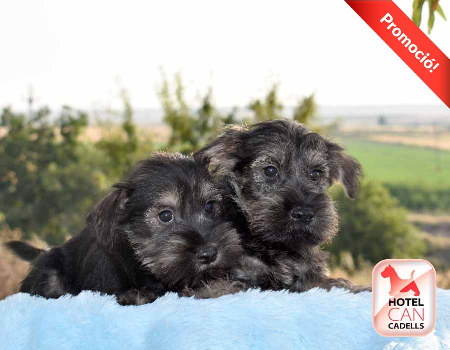 Comprar Schnauzer Miniatura hotelcan