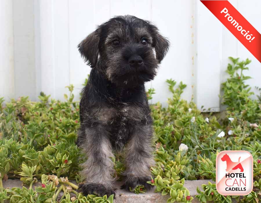 Compro Schnauzer hotelcan