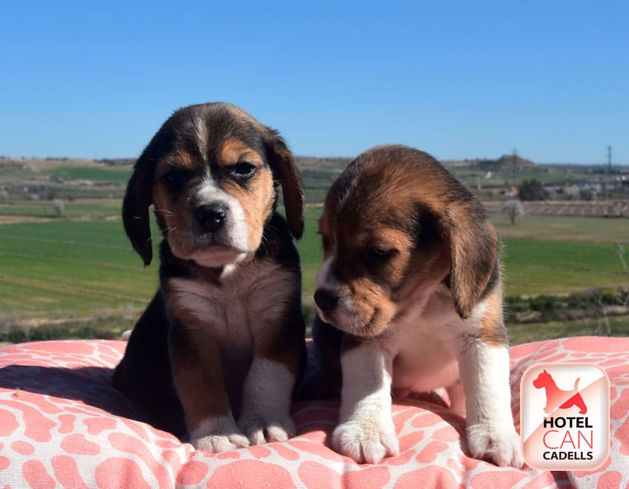 Criadero Beagle Barcelona