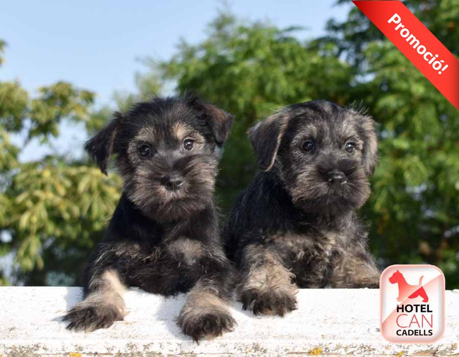 Criadero de Schnauzer hotelcan