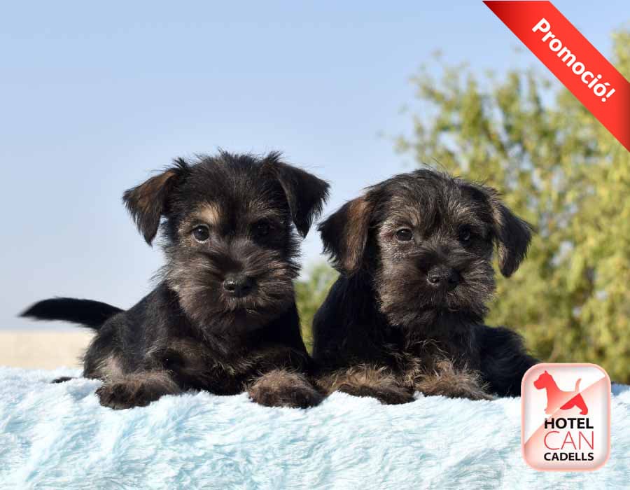 Criadores Schnauzer Miniatura hotelcan