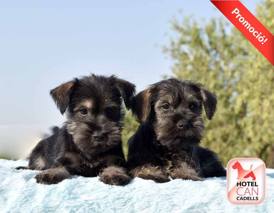 Perritos Schnauzer hotelcan