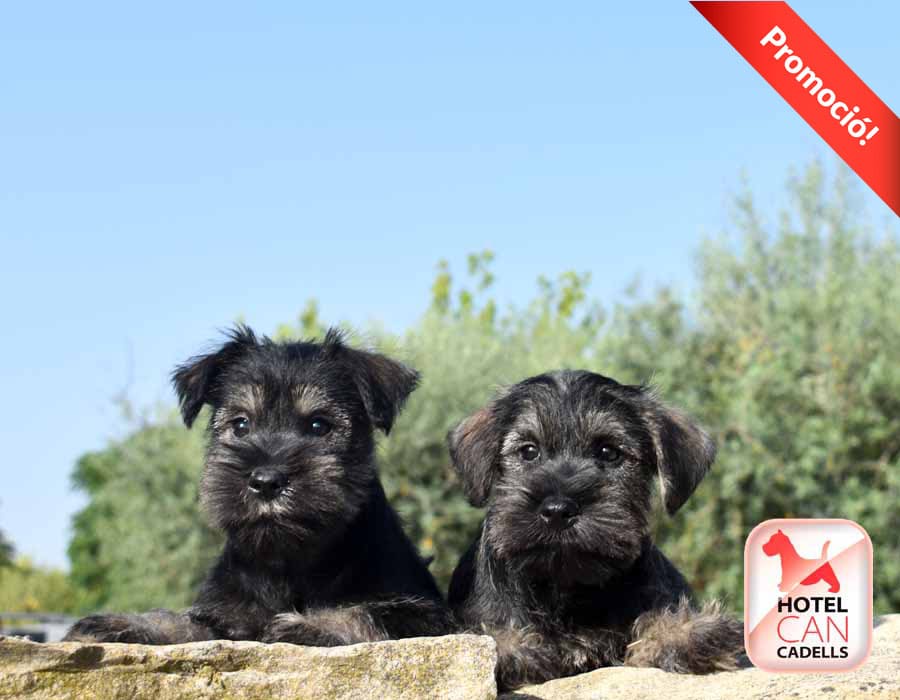 Precio Schnauzer Miniatura hotelcan