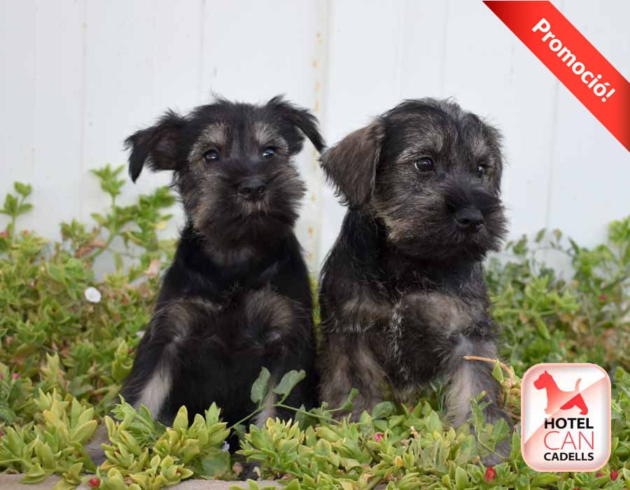 Schnauzer Mini precio hotelcan
