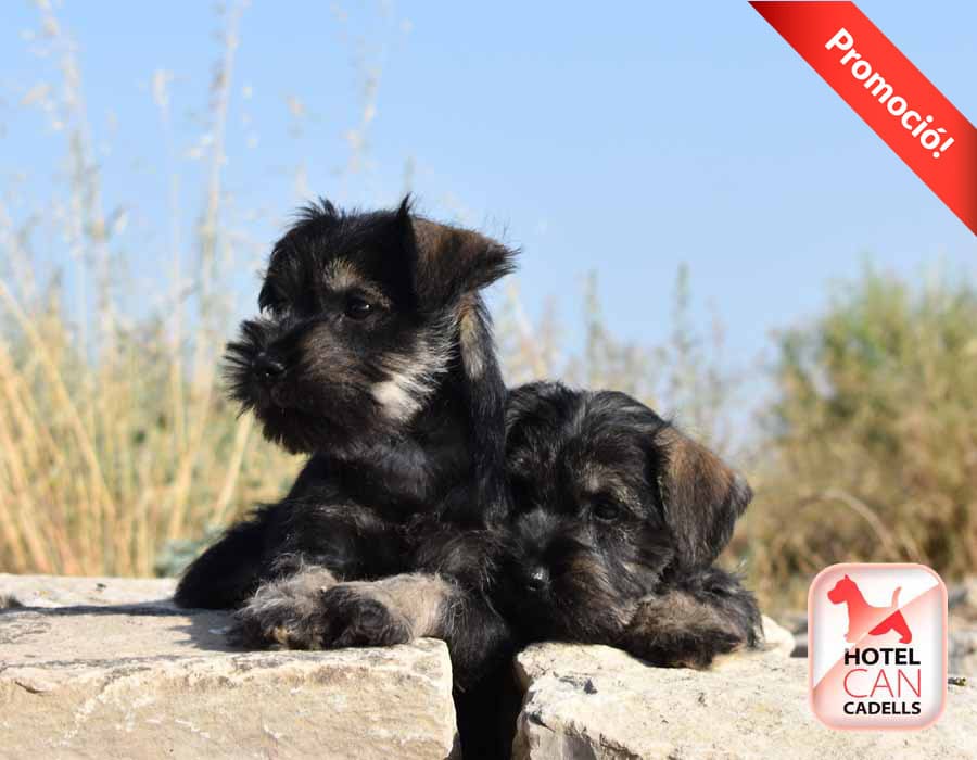 Schnauzer Miniatura Barcelona hotelcan