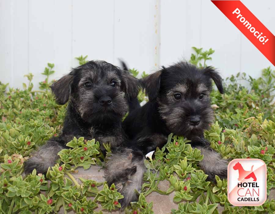 Schnauzer Miniatura criadero hotelcan