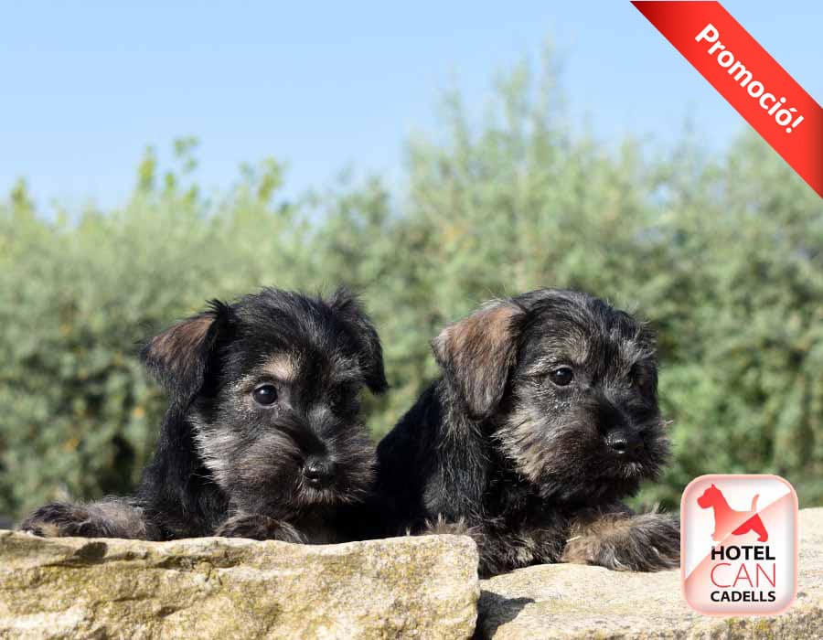 Schnauzer Miniatura venta hotelcan