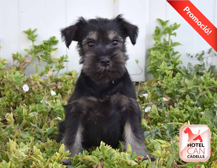 Schnauzer precio hotelcan