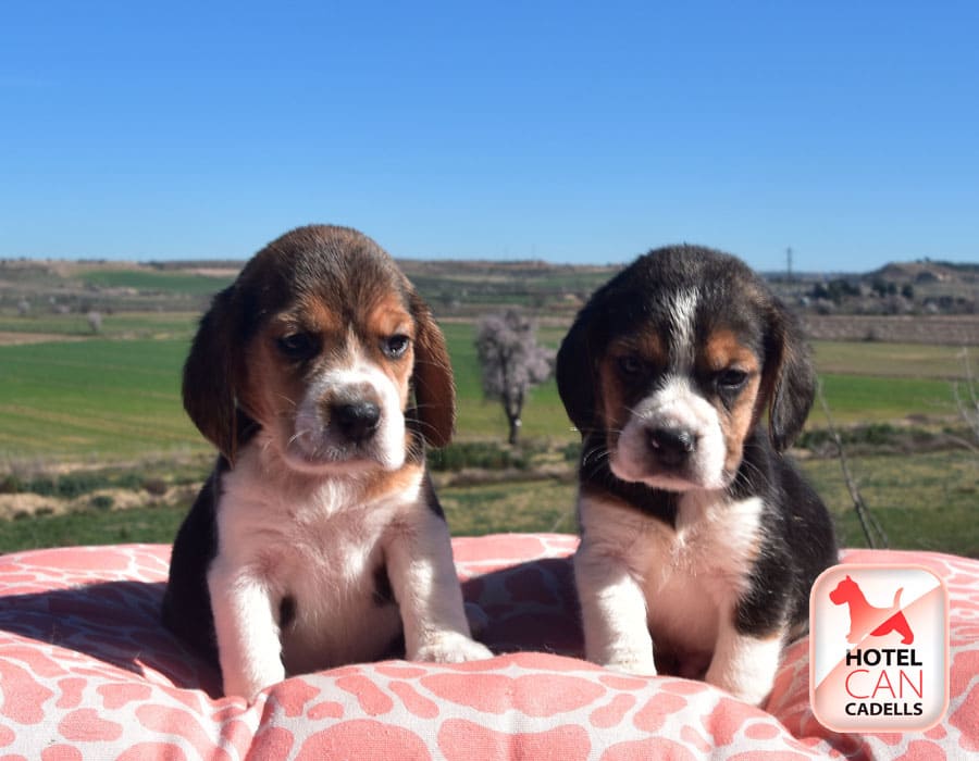 Venta de Beagle