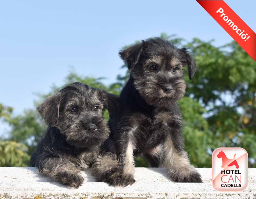 Venta de Schnauzer hotelcan