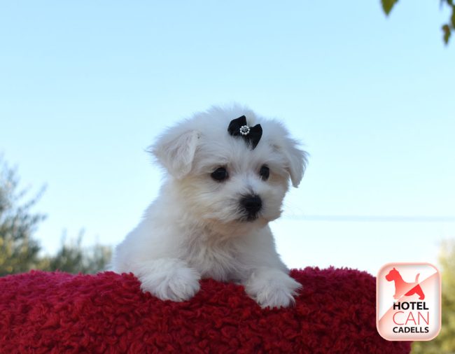 Bichón Maltés 16-06-2025