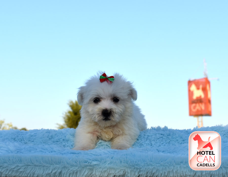 Bichon Maltes toy Barcelona