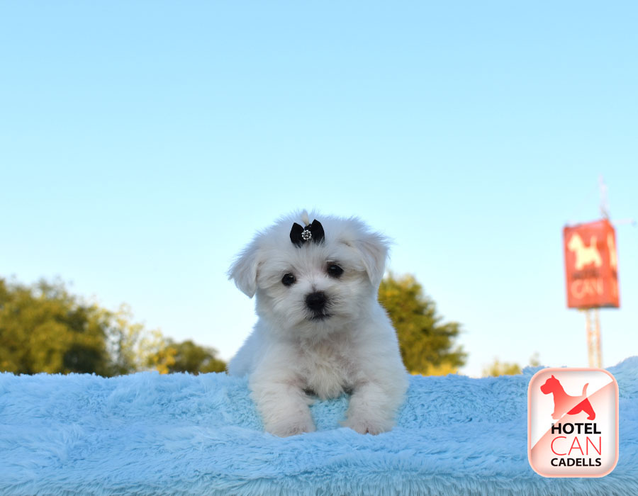 Bichon Maltes toy precio