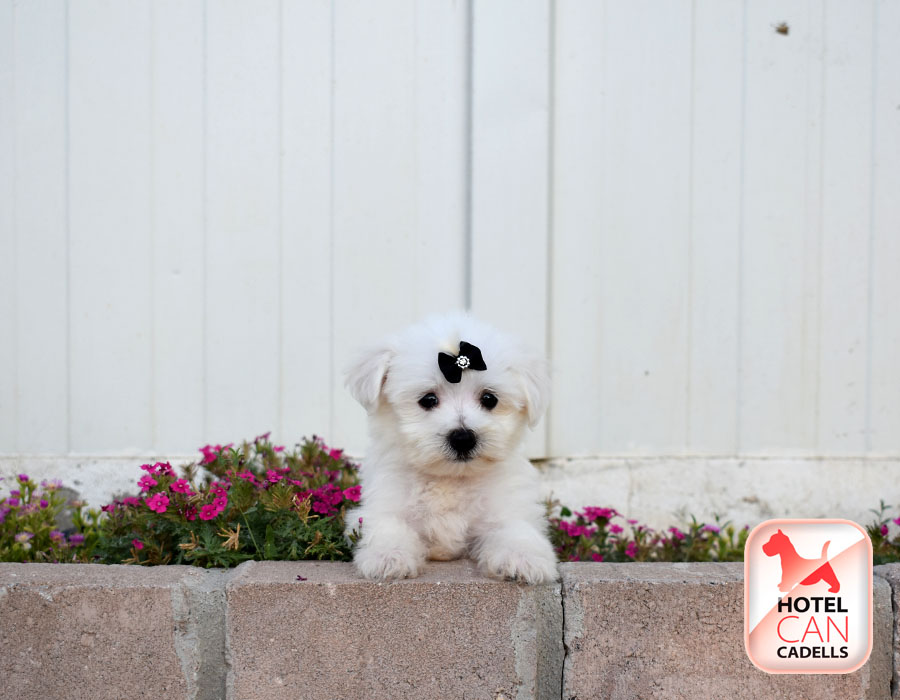 Bichon Maltes toy venta