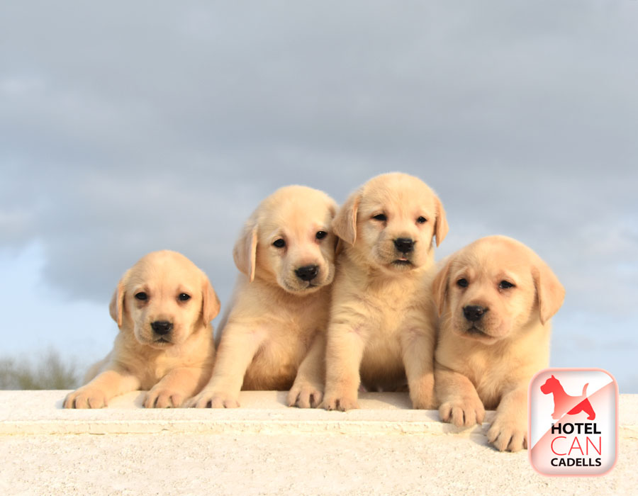 Cachorros Labrador Barcelona