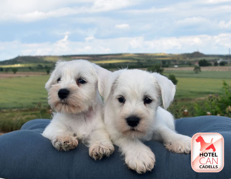 Cachorros Schnauzer Miniatura