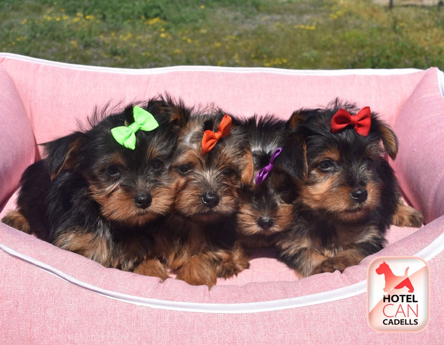 Cachorros Yorkshire toy