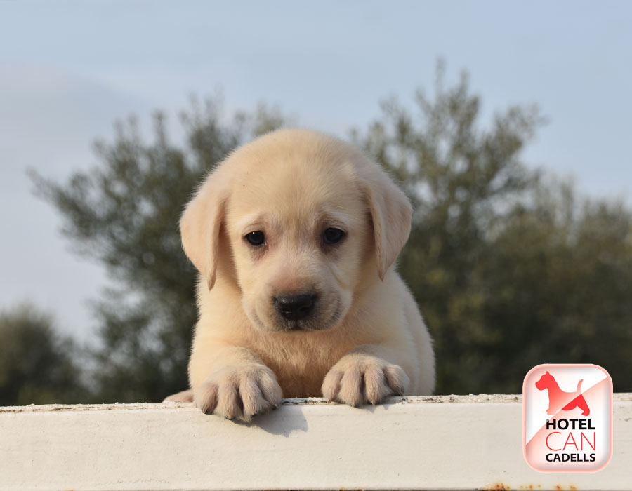 Compra labrador retriever