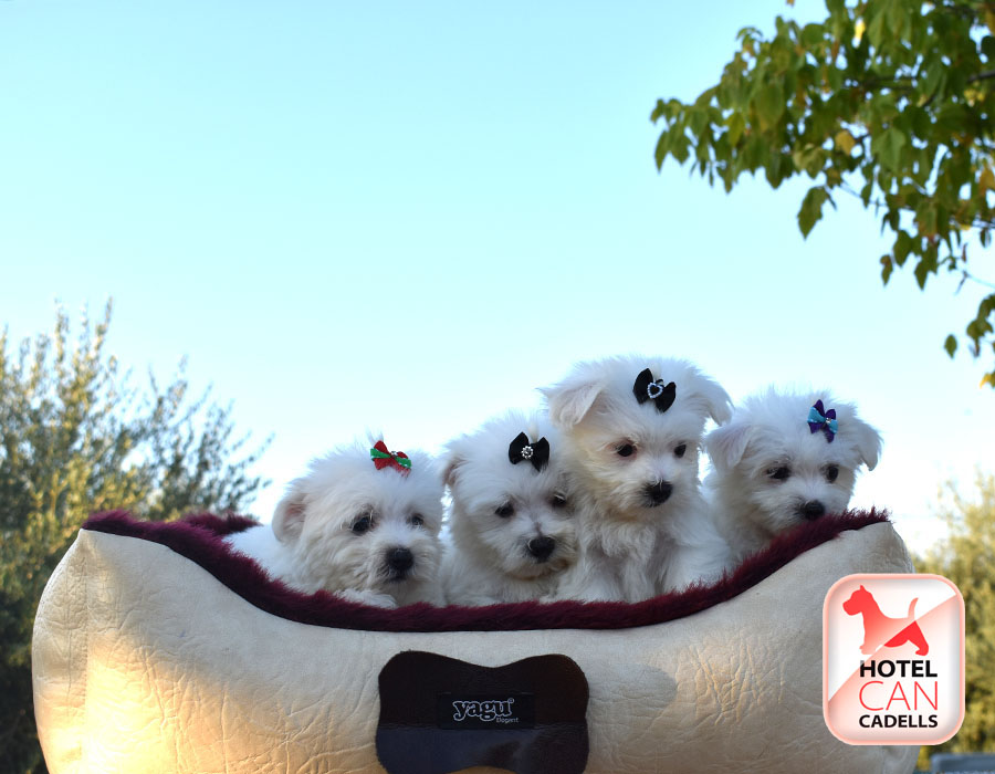 Comprar Bichon Maltes toy