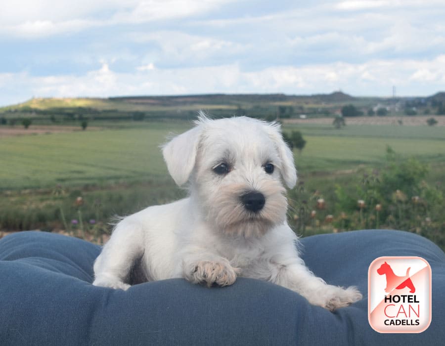 Comprar Schnauzer Miniatura