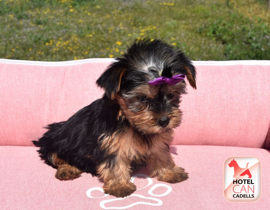 Comprar Yorkshire mini