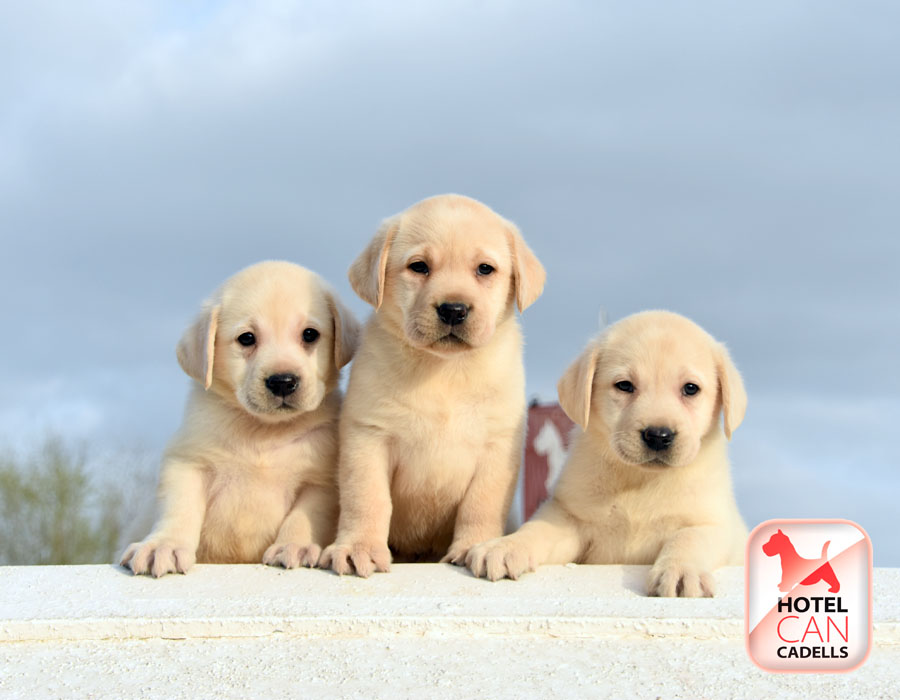 Compro Cachorro Labrador