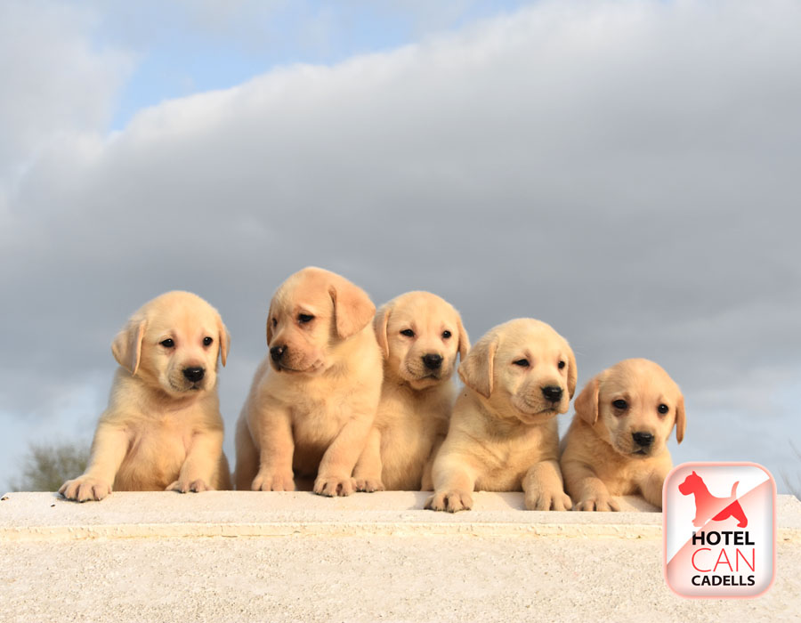 Compro Perros Labradores