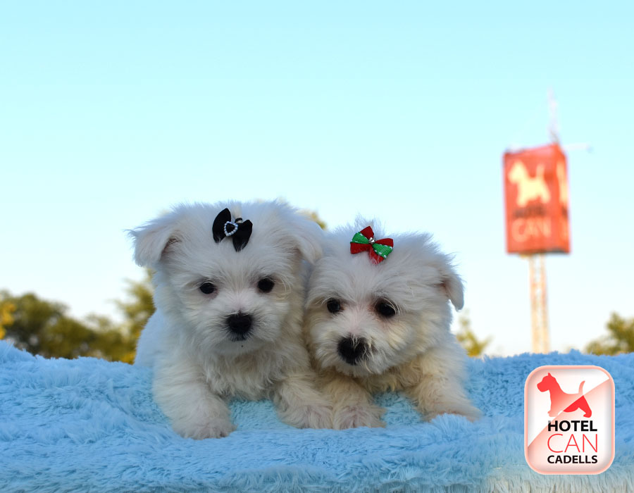 Criadero Bichon Maltes toy