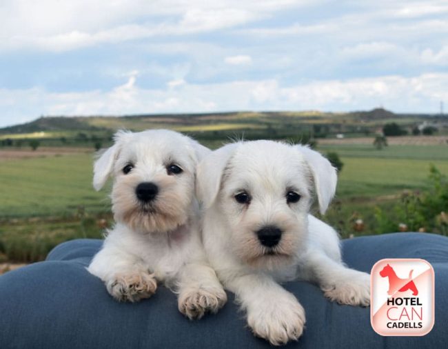 Schnauzer Mini 22-09-2025