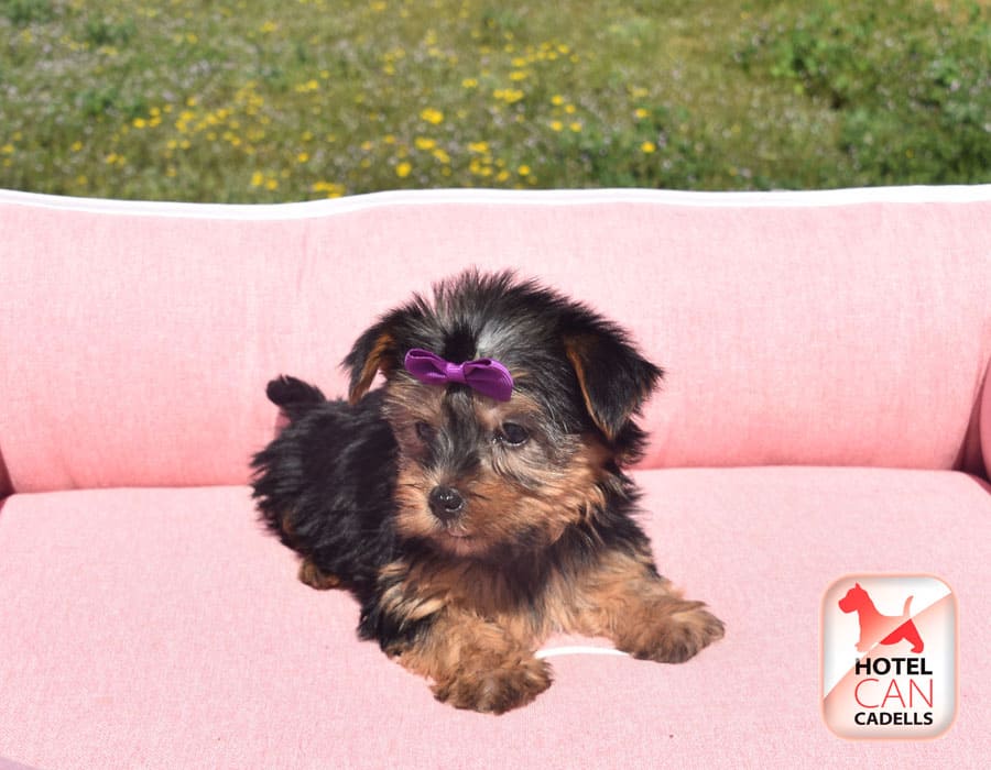 Criadero Yorkshire Barcelona