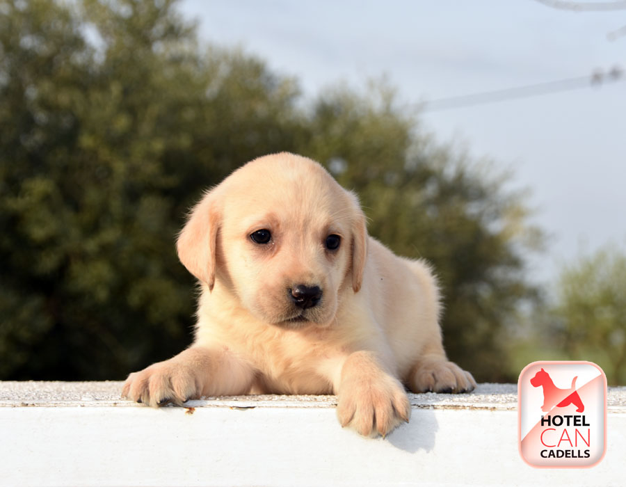 Criaderos de Labrador Retriever