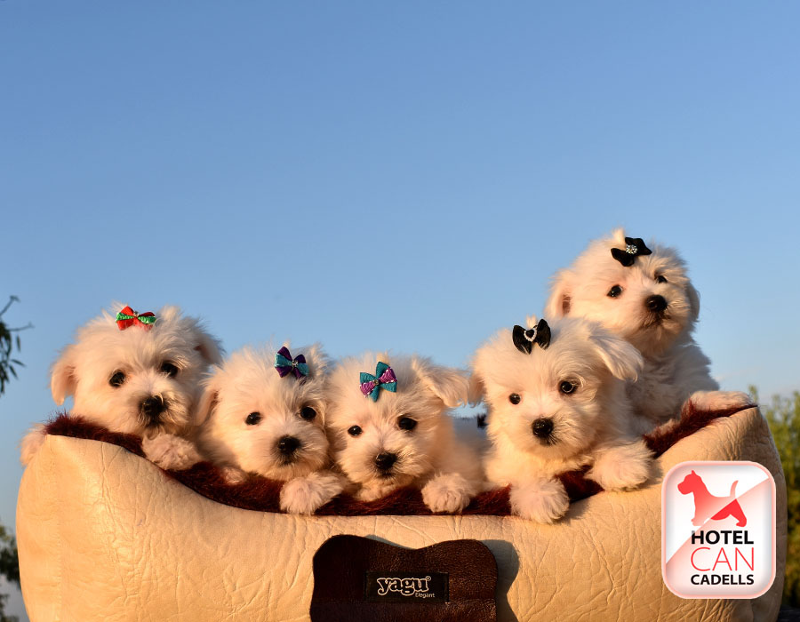Criadores Bichon Maltes Barcelona