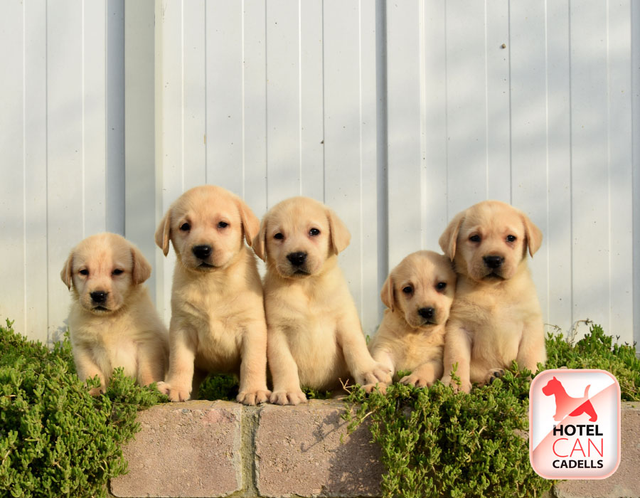 Criadores de Labrador