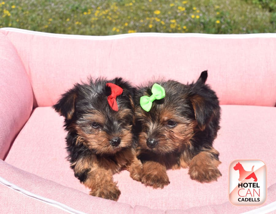 Criadores de Yorkshire